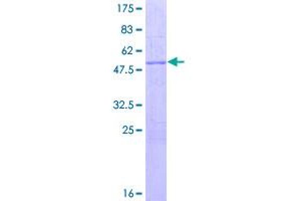 SAP30 Protein (AA 1-220) (GST tag)