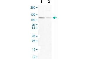 Western Blot analysis of Lane 1: NIH-3T3 cell lysate (mouse embryonic fibroblast cells) and Lane 2: NBT-II cell lysate (Wistar rat bladder tumor cells) with MCM3 polyclonal antibody . (MCM3 Antikörper)
