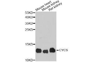 Western blot analysis of extracts of various cell lines, using CYCS antibody (ABIN1872147) at 1:1000 dilution. (Cytochrome C Antikörper)
