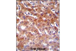 CYP1A2 Antibody immunohistochemistry analysis in formalin fixed and paraffin embedded human liver tissue followed by peroxidase conjugation of the secondary antibody and DAB staining. (CYP1A2 Antikörper  (AA 255-282))