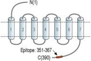 Representative domain view of the target of ABIN7885567.