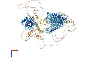 SLC4A3 Protein (AA 1-1227) (His tag)