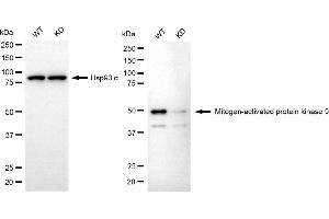Western blotting analysis using mitogen-activated protein kinase 9 antibody (ABIN7799458). (JNK2 Antikörper)