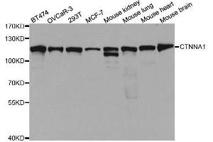 Western blot analysis of extracts of various cell lines, using CTNNA1 antibody.
