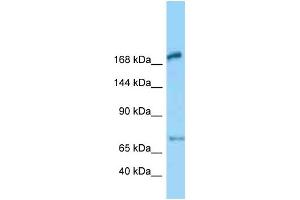 WB Suggested Anti-Megf6 Antibody Titration: 1. (MEGF6 Antikörper  (Middle Region))