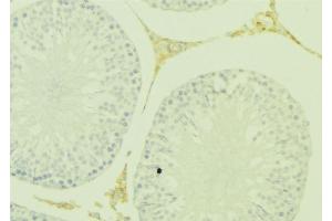 ABIN6277394 at 1/100 staining Mouse testis tissue by IHC-P. (Kallikrein 5 Antikörper)