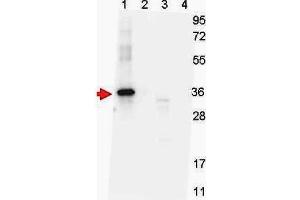 Western blot shows detection of recombinant NAG-1 protein present in Pichia pastoris whole cell lysates: lane 1 - yeast cell lysate expressing NAG-1 H variant with SUMO expression tag at 36 kDa; lane 2 - yeast cell lysate expressing NAG-1 D variant with SUMO expression tag at 36 kDa; lane 3 - yeast cell lysate expressing NAG-1 H variant; and lane 4 - yeast cell lysate expressing NAG-1 D variant. (NAG-1 H Variant (N-Term) Antikörper)