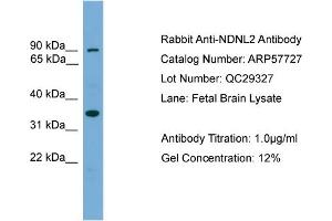 WB Suggested Anti-NDNL2  Antibody Titration: 0. (Necdin-Like 2 Antikörper  (Middle Region))