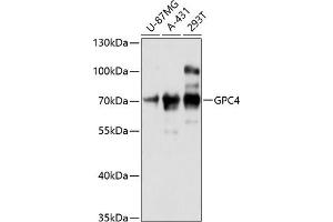 Western blot analysis of extracts of various cell lines, using GPC4 antibody (ABIN6127961, ABIN6141311, ABIN6141312 and ABIN6216562) at 1:3000 dilution. (GPC4 Antikörper  (AA 357-556))