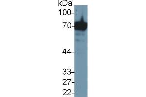 Detection of HSPA1A in Human Jurkat cell lysate using Anti-Heat Shock 70 kDa Protein 1A (HSPA1A) Monoclonal Antibody (HSP70 1A Antikörper  (AA 285-641))