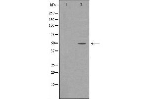 Western blot analysis of extracts of HepG2, using CFH antibody. (Complement Factor H Antikörper  (N-Term))