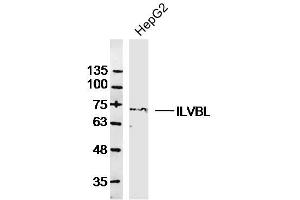 HepG2 lysates probed with ILVBL Polyclonal Antibody, Unconjugated  at 1:300 dilution and 4˚C overnight incubation. (ILVBL Antikörper  (AA 301-400))