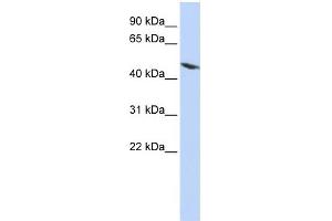 WB Suggested Anti-TEKT4 Antibody Titration: 0. (Tektin 4 Antikörper  (N-Term))
