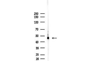 Western blot analysis of lysates from Mouse liver, using ALDH5 Antibody at 1/1000 dilution.