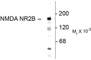 Western blots of 10 ug of rat hippocampal lysate showing specific immunolabeling of the ~180k NR2B subunit of the NMDA receptor. (GRIN2B Antikörper  (N-Term))