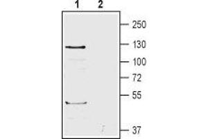 Western blot analysis of human HL-60 promyelocytic leukemia cell lysates: - 1. (ADGRB1 Antikörper  (Extracellular))