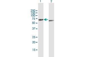 Western Blot analysis of KRT82 expression in transfected 293T cell line by KRT82 MaxPab polyclonal antibody. (Keratin 82 Antikörper  (AA 1-513))