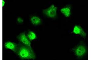 Anti-SRR mouse monoclonal antibody (ABIN2453685) immunofluorescent staining of COS7 cells transiently transfected by pCMV6-ENTRY SRR (RC210359). (SRR Antikörper)