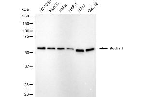 Western blotting analysis using beclin 1 antibody (ABIN7797761).