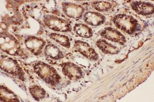 Anti-Beclin 1 Picoband antibody,  IHC(P): Rat Intestine Tissue