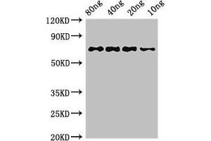 Western Blot Positive WB detected in Recombinant protein All lanes: htpG antibody at 3 μg/mL Secondary Goat polyclonal to rabbit IgG at 1/50000 dilution predicted band size: 72 kDa observed band size: 72 kDa (HtpG (AA 1-624) Antikörper)
