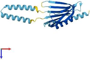 PIGH Protein (AA 1-188) (His tag)