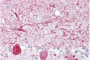 Immunohistochemistry with Brain, cerebellum tissue at an antibody concentration of 5µg/ml using anti-PON1 antibody (ARP41400_P050) (PON1 Antikörper  (Middle Region))