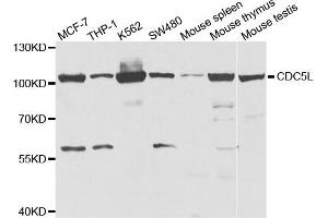 Western Blotting (WB) image for anti-CDC5 Cell Division Cycle 5-Like (S. Pombe) (CDC5L) antibody (ABIN1876740) (CDC5L Antikörper)