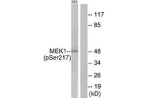 Western blot analysis of extracts from 293 cells treated with PMA 125ng/ml 30', using MEK1/2 (Phospho-Ser217) Antibody. (MEK1/2 Antikörper  (pSer218))