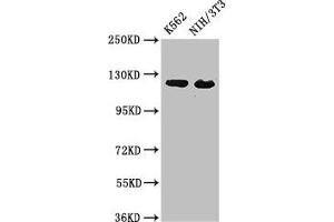 Western Blot Positive WB detected in: K562 whole cell lysate, NIH/3T3 whole cell lysate All lanes: XPO1 antibody at 3 μg/mL Secondary Goat polyclonal to rabbit IgG at 1/50000 dilution Predicted band size: 124 kDa Observed band size: 124 kDa (XPO1 Antikörper  (AA 625-845))