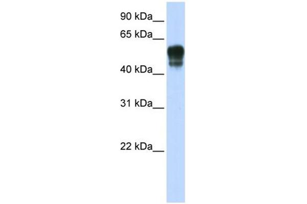 SPNS1/Spinster 1 antibody  (N-Term)
