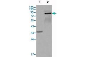 Western blot analysis using EPHA7 monoclonal antibody, clone 6C8G7  against truncated GST-EPHA7 recombinant protein (1) and truncated EPHA7 (aa 25-556) -hIgGFc transfected CHOK1 cell lysate (2) . (EPH Receptor A7 Antikörper)