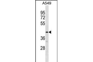 GPR52 Antibody (C-term) (ABIN1881387 and ABIN2838602) western blot analysis in A549 cell line lysates (35 μg/lane). (GPR52 Antikörper  (C-Term))
