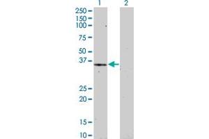 Western Blot analysis of HEY1 expression in transfected 293T cell line by HEY1 monoclonal antibody (M01), clone 3B3. (HEY1 Antikörper  (AA 121-220))