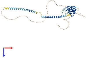 SPAG4 Protein (AA 1-437) (His tag)