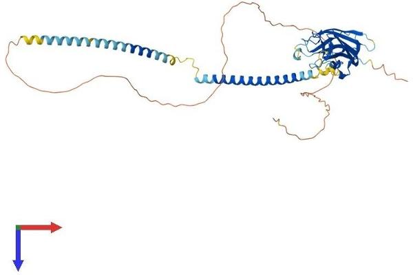 SPAG4 Protein (AA 1-437) (His tag)