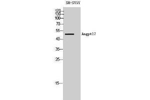 Western Blotting (WB) image for anti-Angiopoietin-Like 7 (ANGPTL7) (C-Term) antibody (ABIN3173787) (ANGPTL7 Antikörper  (C-Term))