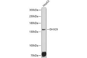 Western blot analysis of extracts of HepG2 cells, using DHX29 antibody (ABIN7266709) at 1:1000 dilution. (DHX29 Antikörper  (AA 1020-1369))