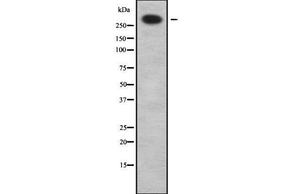 ABCA12 Antikörper  (C-Term)