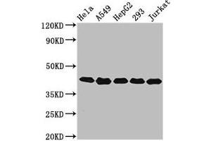 Western Blot Positive WB detected in: Hela whole cell lysate, A549 whole cell lysate, HepG2 whole cell lysate, 293 whole cell lysate, Jurkat whole cell lysate All lanes: POLDIP3 antibody at 3.