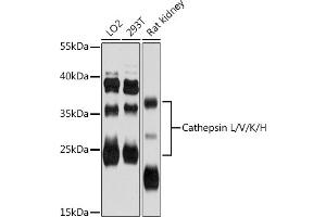 Western blot analysis of extracts of various cell lines, using Cathepsin L/V/K/H antibody (ABIN6127671, ABIN6139236, ABIN6139238 and ABIN6215797) at 1:3000 dilution. (Cathepsin L Antikörper  (AA 114-333))