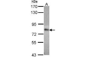 WB Image Sample (30 ug of whole cell lysate) A: 293T 7. (MTHFR Antikörper  (N-Term))