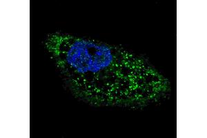 Fluorescent image of  cells stained with ATG4D (C-term) antibody. (ATG4D Antikörper  (C-Term))