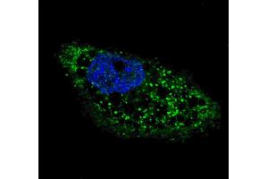 Fluorescent image of  cells stained with ATG4D (C-term) antibody. (ATG4D Antikörper  (C-Term))