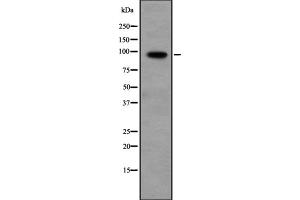 Western blot analysis of PPP1R10 expression in Hela cell lysate,The lane on the left is treated with the antigen-specific peptide. (PPP1R10 Antikörper  (C-Term))