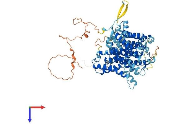 SLC23A2 Protein (AA 1-650) (His tag)