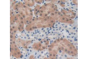 Used in DAB staining on fromalin fixed paraffin- embedded kidney tissue (PTPN13 Antikörper  (AA 1-161))