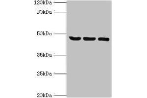 Western blot All lanes: SYT11 antibody at 14 μg/mL Lane 1: COLO205 whole cell lysate Lane 2: Mouse skeletal muscle tissue Lane 3: MCF-7 whole cell lysate Secondary Goat polyclonal to rabbit IgG at 1/10000 dilution Predicted band size: 48 kDa Observed band size: 48 kDa (SYT11 Antikörper  (AA 37-200))