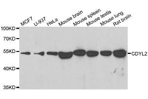 Western blot analysis of extracts of various cell lines, using CDYL2 antibody. (CDYL2 Antikörper  (AA 60-230))