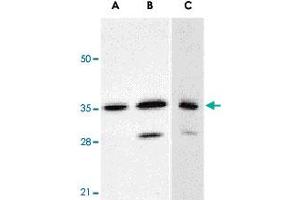 Western blot analysis of ANP32E expression in human A-549 (A) and HepG2 (B) cells, and rat testis (C) with ANP32E polyclonal antibody  at 1 ug/mL . (ANP32E Antikörper  (C-Term))